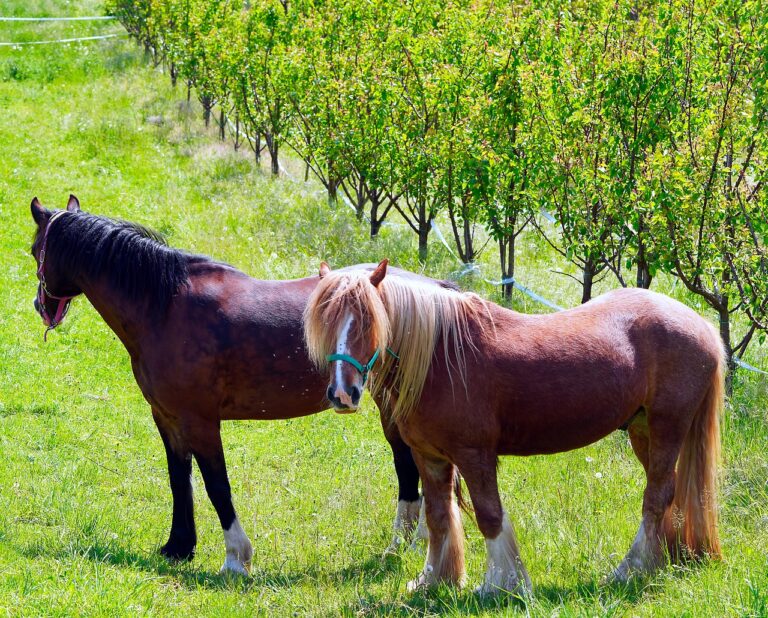 Horses Animals Pasture Nature  - matthiasboeckel / Pixabay