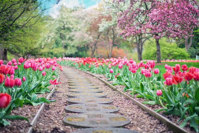 Pathway Path Pink Tulips Tulips  - JillWellington / Pixabay