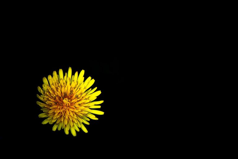 Yellow Flower Dandelion Flower  - isaevdm / Pixabay
